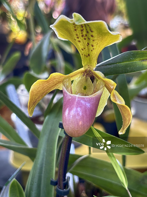 美丽的拖鞋兰“维纳斯”特写图片素材