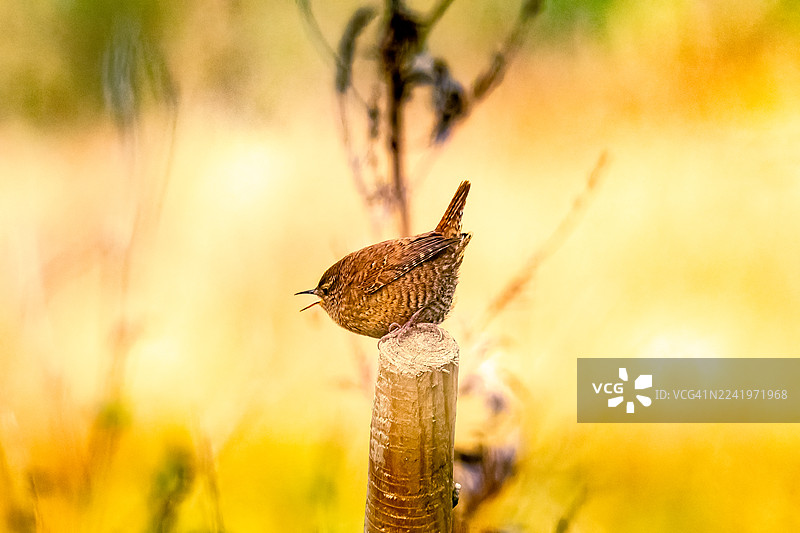 这只鸟张着嘴对着所有人大喊大叫图片素材