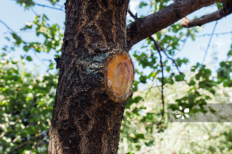 粘贴在伤口上，防止昆虫叮咬图片素材