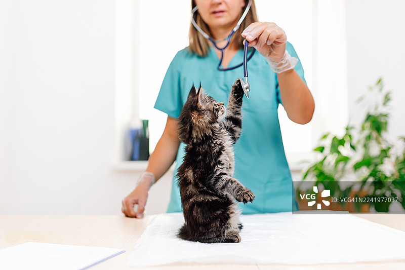 兽医在诊所为缅因猫幼崽进行体检，并使用听诊器检查图片素材