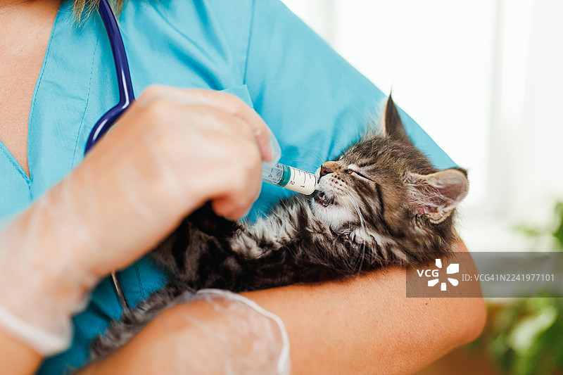 兽医在温柔的怀抱中为一只缅因猫幼崽接种疫苗图片素材