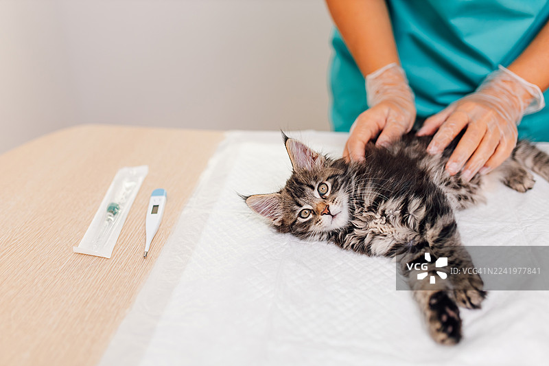 兽医诊所里，一只缅因猫幼崽正被兽医温柔地检查。图片素材