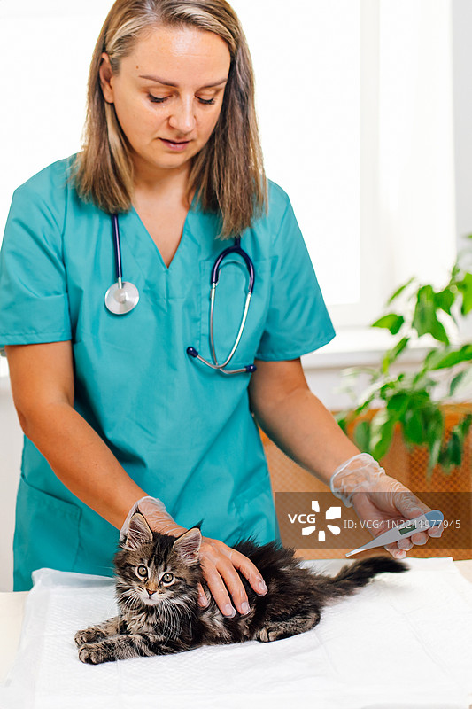 兽医护士今天在诊所为缅因猫幼猫进行例行检查，并使用体温计。图片素材