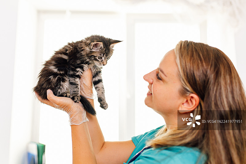 兽医在诊所呵护地检查一只缅因猫幼猫图片素材