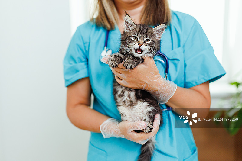 兽医在诊所检查时，抱着一只活泼的缅因猫幼崽，并佩戴了听诊器和手套图片素材