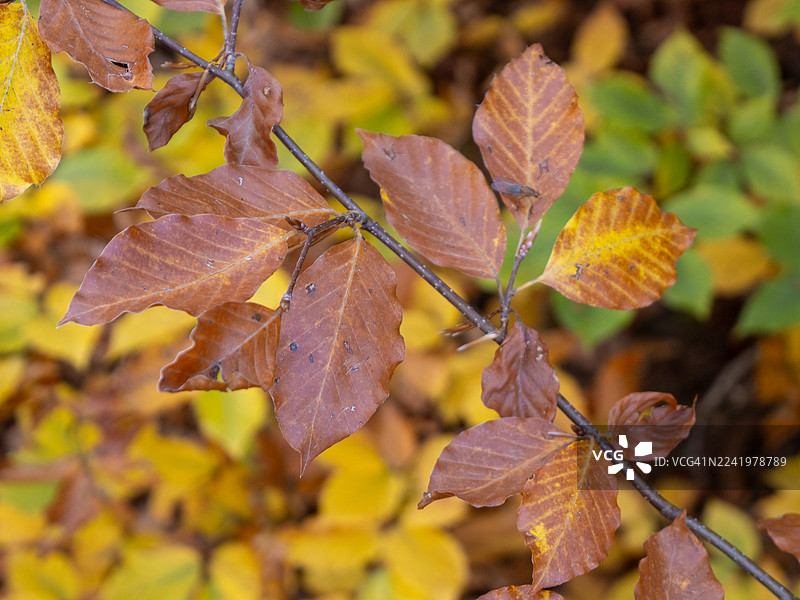 展示秋叶色彩变化的秋季树枝图片素材
