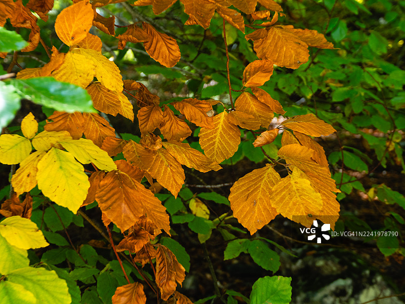 秋季树枝展示着变化的秋叶色彩图片素材