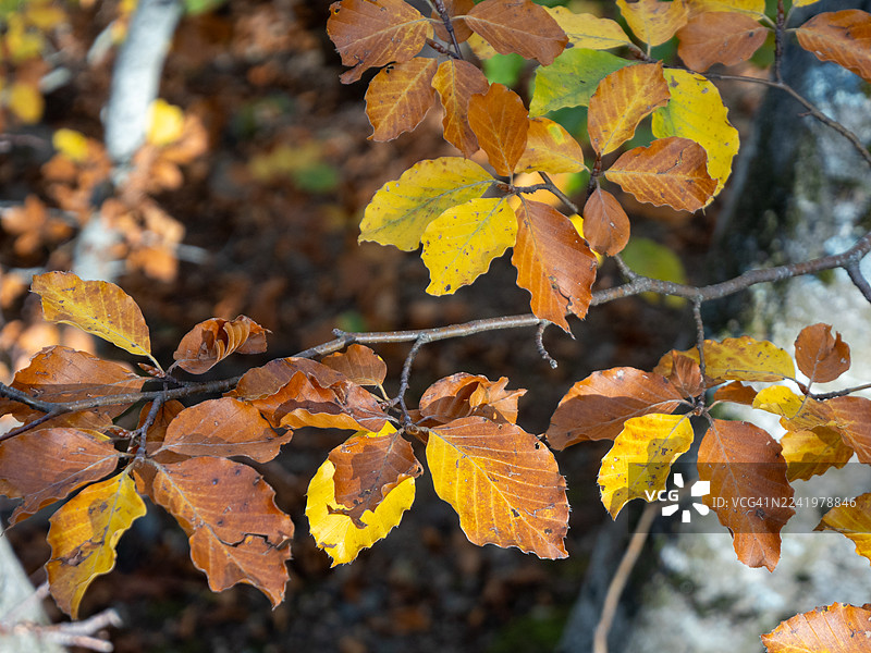 秋季树枝展示着变化的秋叶色彩图片素材