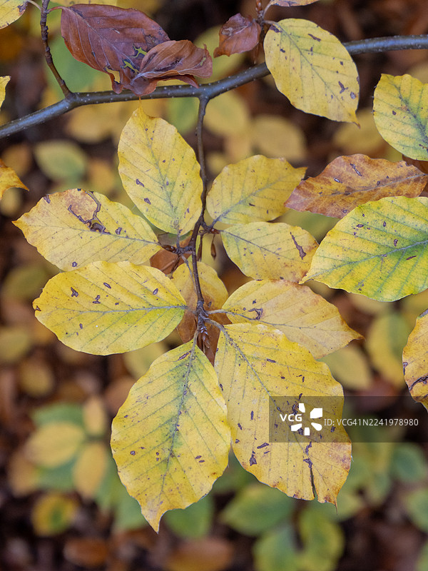 秋季树枝展示着变化的秋叶色彩图片素材