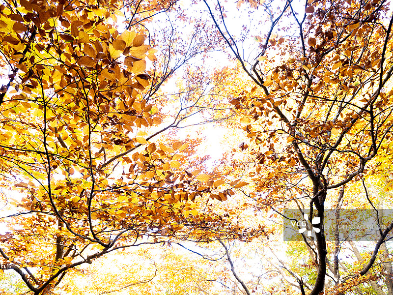 秋天树枝上挂着鲜艳的黄叶和橙叶图片素材