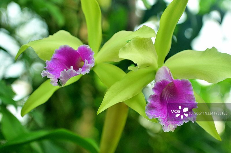 嘉德丽亚兰/胸花兰：最受欢迎的兰花之一，花朵艳丽且芬芳。图片素材