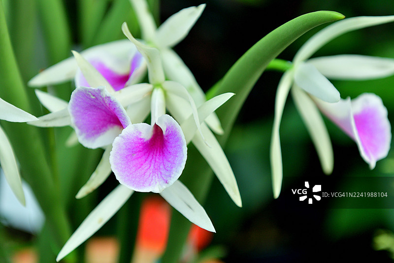 嘉德丽亚兰/胸花兰：最受欢迎的兰花品种之一，花朵艳丽芳香图片素材