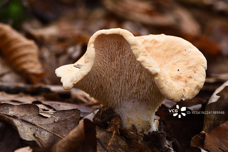 山道菇图片素材
