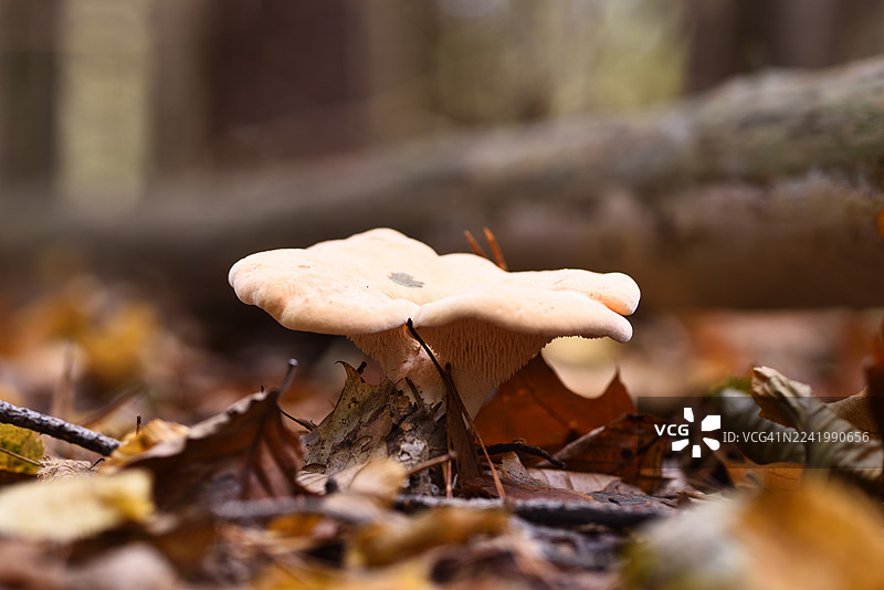 肉齿菌图片素材
