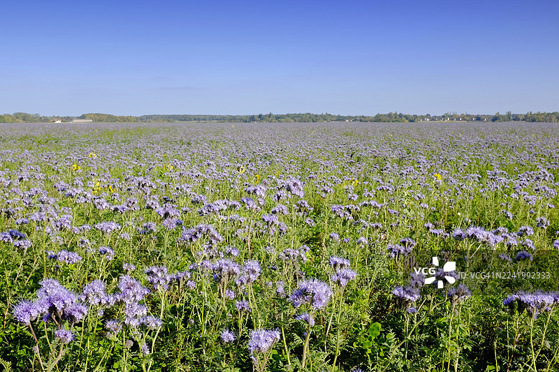 法国田野，夏末时节图片素材