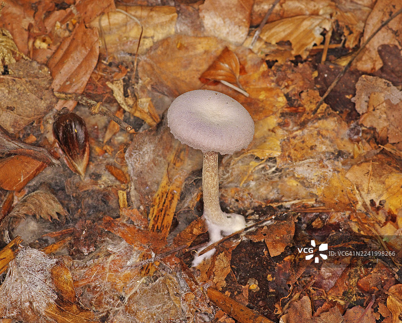 紫水晶欺诈菌[Laccaria amethystina]图片素材