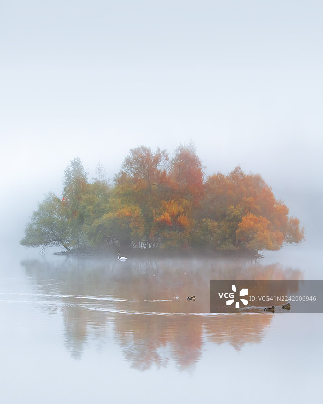 晨雾笼罩的湖面上，一只天鹅和几只鸭子正在游弋，远处小岛上点缀着红色的秋季树木。图片素材