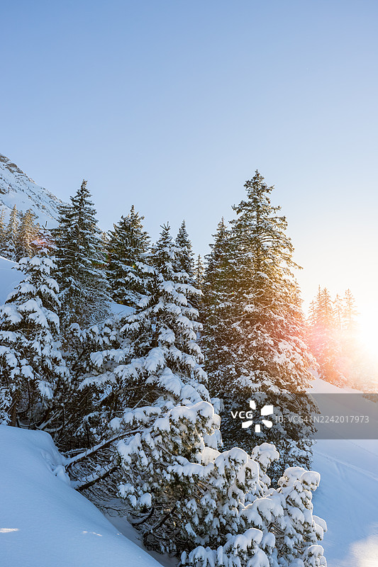 德国巴伐利亚州阿尔高阿尔卑斯山雪山森林逆光图片素材