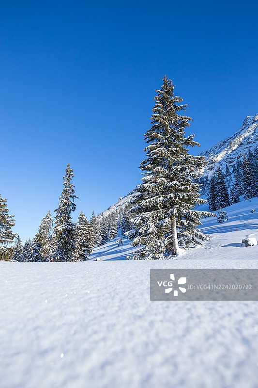 德国阿尔高阿尔卑斯山阳光明媚的冬季景观，闪闪发光的雪和冷杉树图片素材