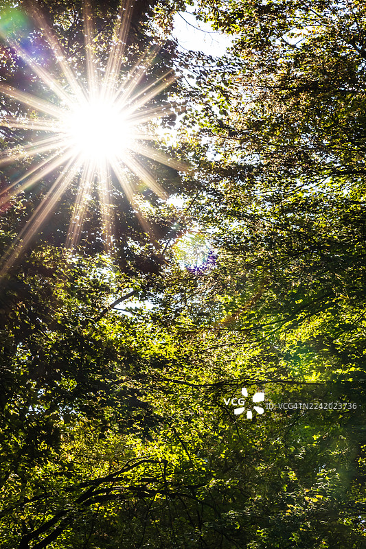 阳光明媚的森林图片素材