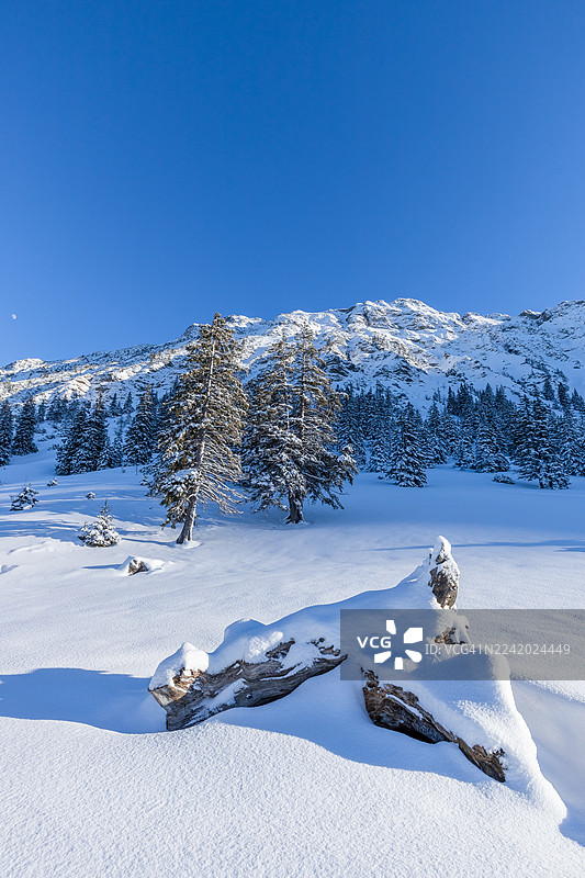 冬季被雪覆盖的树桩和阿尔卑斯山壁，德国阿尔高阿尔卑斯山图片素材