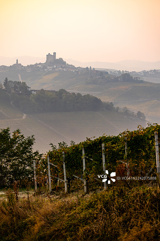 日出时分的内比奥罗葡萄园的叶子 - 卡斯蒂廖内·法莱托图片素材