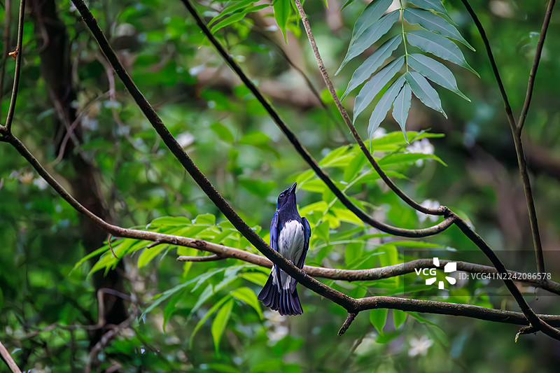 蓝喉姬鹟,Cyanoptila cyanomelana。一只快乐的蓝色小鸟在泉水中沐浴。野生鸟类。观鸟,日本山梨县富士吉田市大门春泉 - 2025图片素材
