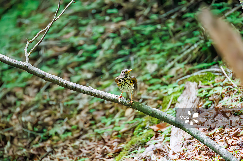 日本灰鸫（Turdus cardis）在日本山梨县富士吉田市大鸟泉中沐浴。野鸟。观鸟。图片素材