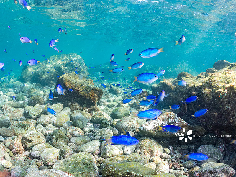 鹦鹉鱼、刀鲡、斑纹本科鱼、幼鱼、蓝雀鲷、斑纹本科鱼、黄鳍海鲫、海鲫属、以及其他鱼类成群游动。南伊豆天国海滩、中木港、伊豆半岛。图片素材