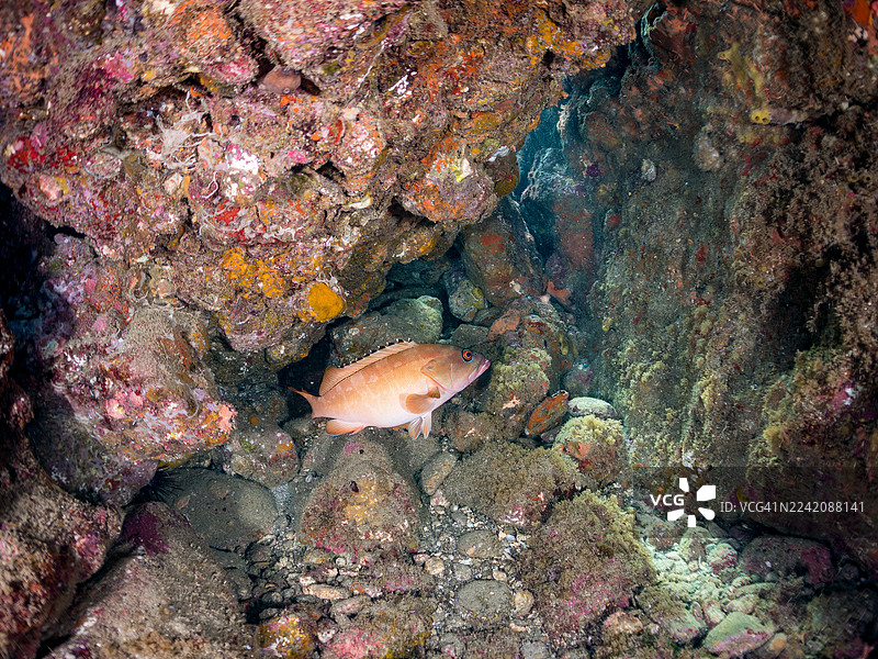 黑鳍鮨，条纹鮨，和其他鱼群。日本静冈县伊豆半岛南伊豆中木港 Hirizo 海滩 - 2025图片素材