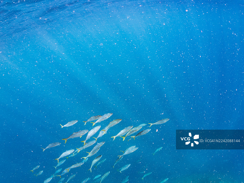 黄条鰤（Seriola quinqueradiata）、幼鱼、银条圆鲱（Spratelloides gracilis）、沙丁鱼龙卷风等鱼群。日本静冈县伊豆半岛南伊豆町中木港 Hirizo 海滩 - 2025图片素材