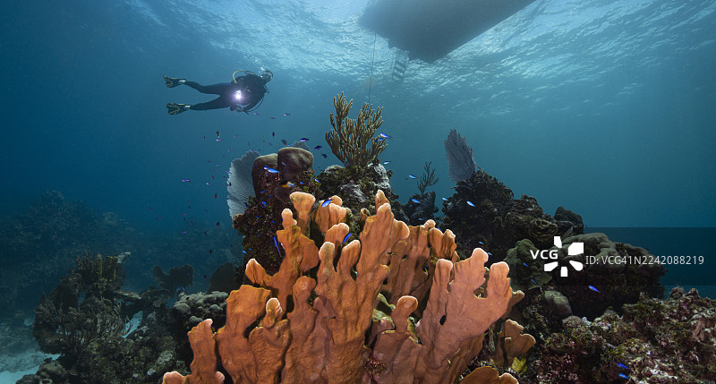 加勒比珊瑚礁和一名潜水员图片素材