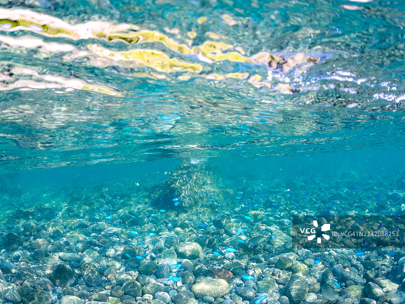 鹦鹉鱼、髭鲷、斑带海葵鱼、黄鳍海鲫，以及其他鱼类组成的鱼群。地点：南伊豆 Hirizo 海滩、中木港、伊豆半岛。图片素材