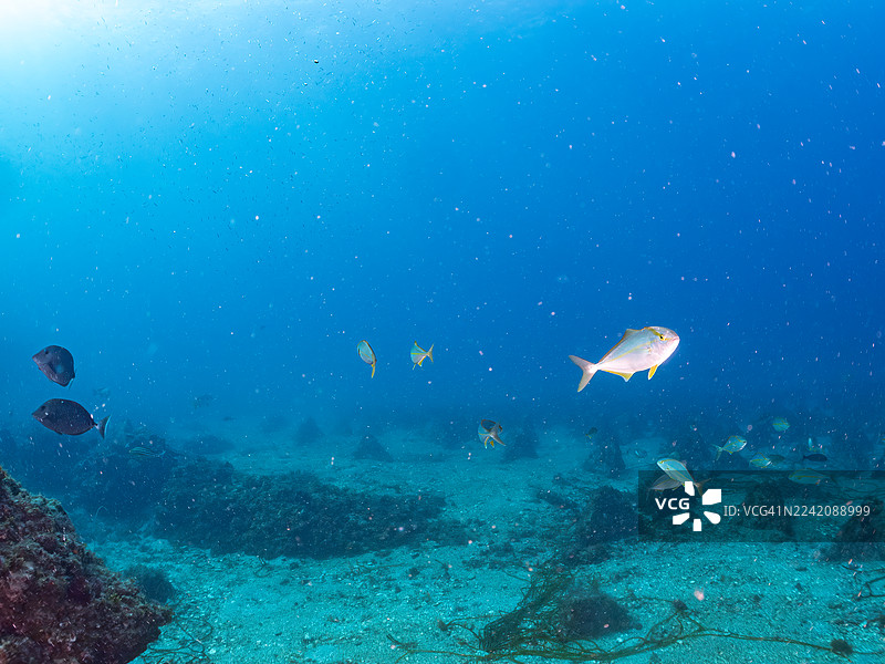 大西洋鲹 (Seriola dumerili)，银带圆鲱 (Spratelloides gracilis)，沙丁鱼龙卷风，以及其他鱼群。日本静冈县伊豆半岛南伊豆町中木港平潮海滩 - 2025图片素材