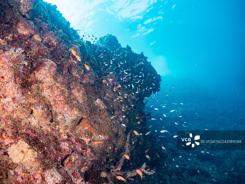 海金鱼、杂色海金鱼、天宫鱼、韦伯氏海葵鱼、日本黑角珊瑚、草莓珊瑚、角珊瑚、扇形海扇、以及其他。鱼群。平户海滩，中木港图片素材