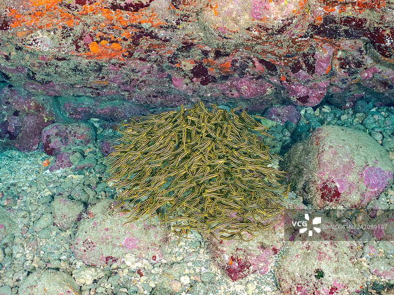 条纹鳗鲶，俗称“水管鱼”，学名Plotosus japonicus，幼鱼。条纹鳗鲶，水管鱼球，以及其他鱼群。日本静冈县伊豆半岛南伊豆町中木港平矶海滩 - 2025图片素材