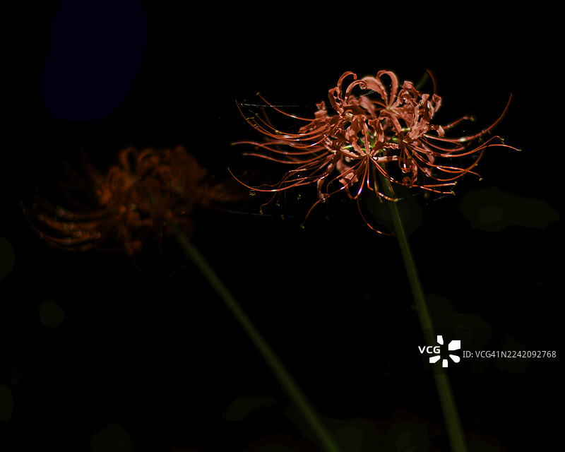 红蜘蛛百合图片素材