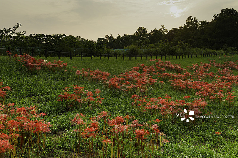 红蜘蛛百合图片素材