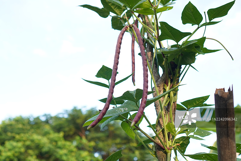 长豆角，豇豆，四月豆，木兰纲，豆科，绿色蔬菜，花园里未加工的四月豆，开花于自然背景的花园，剑叶刀豆，木兰纲，剑叶刀豆图片素材