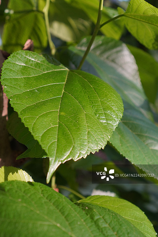 花园里盛开的桑葚果，自然背景图片素材