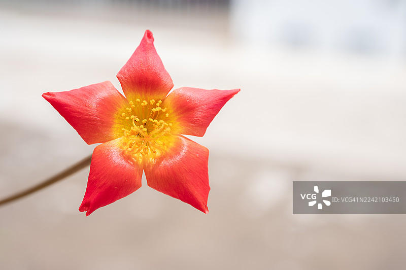 盛开的太阳花，呈星形。这是一种多肉、开花的草本植物，俗称太阳花。图片素材