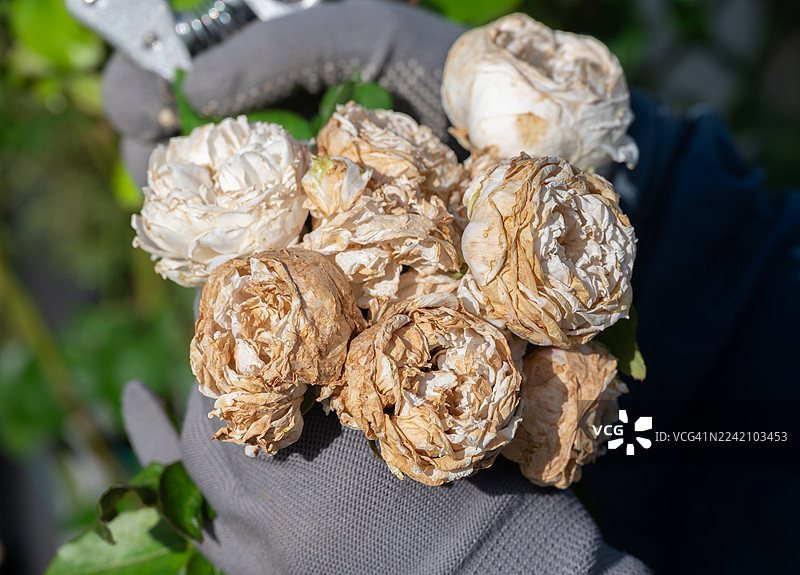 有人手持一束干玫瑰花的特写镜头。图片素材