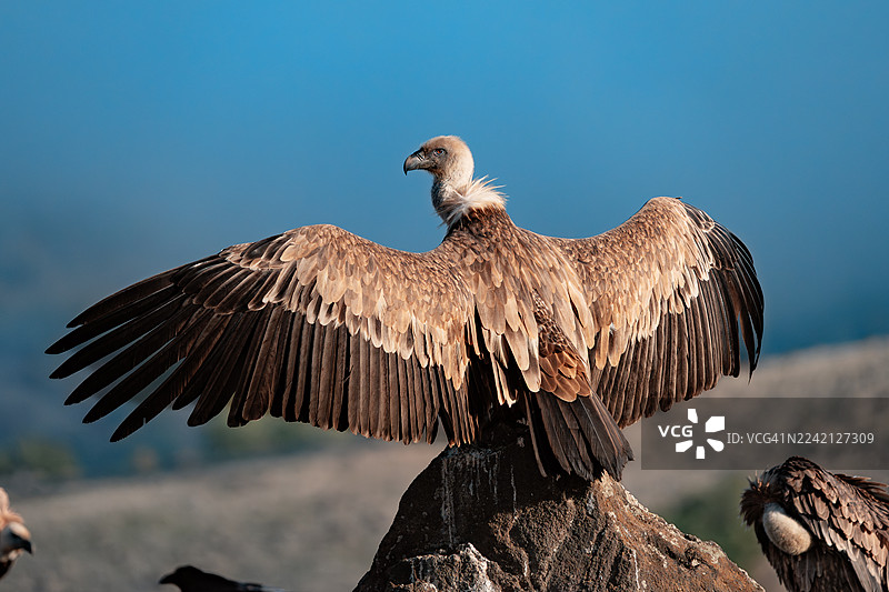 欧亚兀鹫（Gyps fulvus）在食腐肉时争斗和进食图片素材