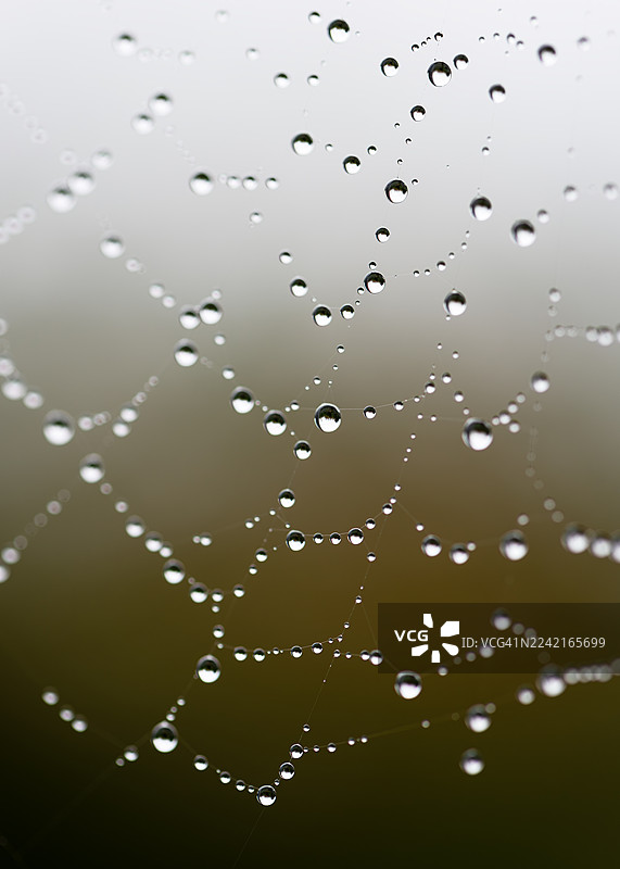 露珠在蜘蛛网上，突显了自然界微小奇迹中精致的平衡与美丽。图片素材