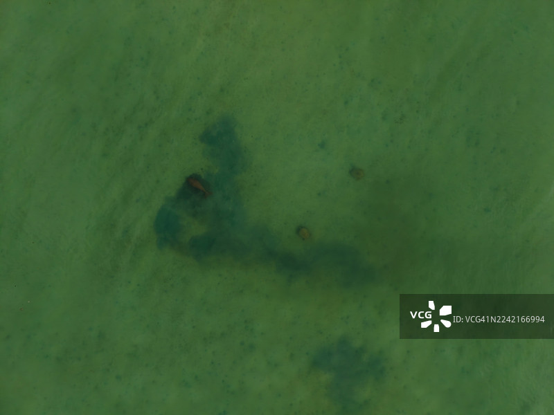 儒艮和海龟在浅海沿岸水域图片素材
