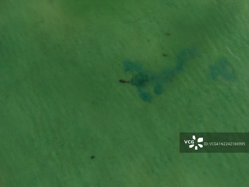 儒艮与海龟在浅海沿岸水域图片素材