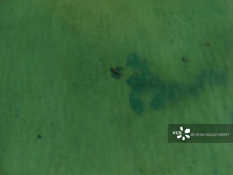 儒艮和海龟在浅海沿岸水域图片素材