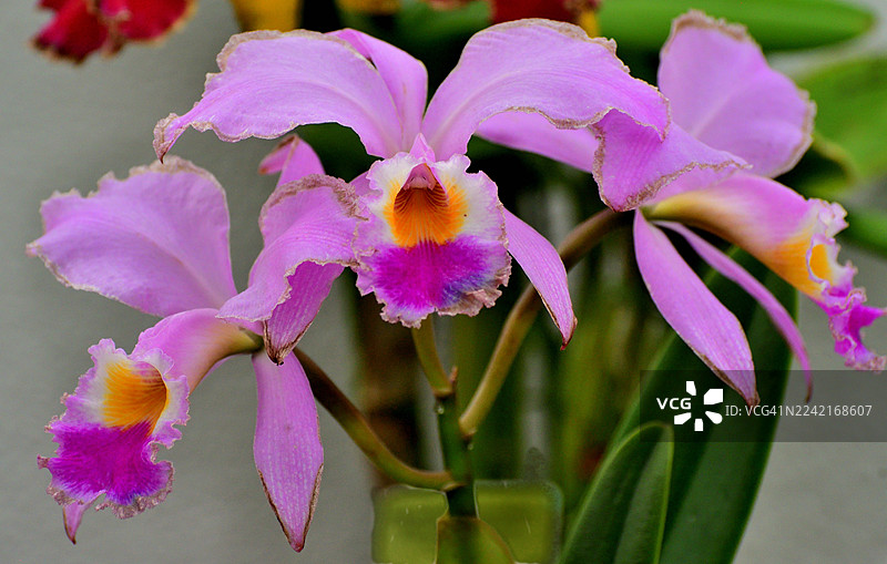 嘉德丽亚兰/胸花兰：最受欢迎的兰花品种之一，花朵艳丽芬芳图片素材