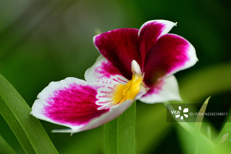 嘉德丽亚兰 / 胸花兰：最受欢迎的兰花品种之一，拥有艳丽芳香的花朵图片素材