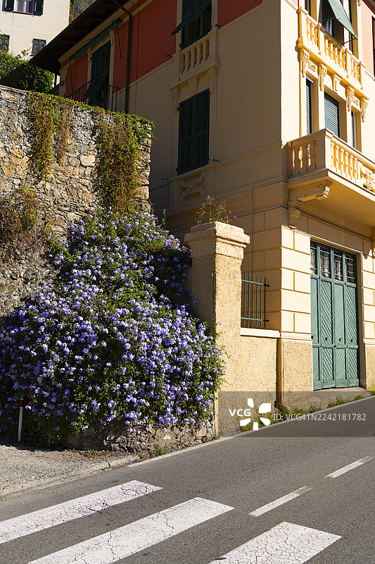 路边盛开的花朵图片素材